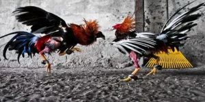 Thắng Đậm Với Đá Gà GA28 VN88 Đăng Ký Ngay Hôm Nay!