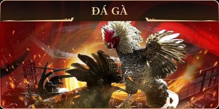 Thắng Đậm Với Đá Gà GA28 VN88 Đăng Ký Ngay Hôm Nay!